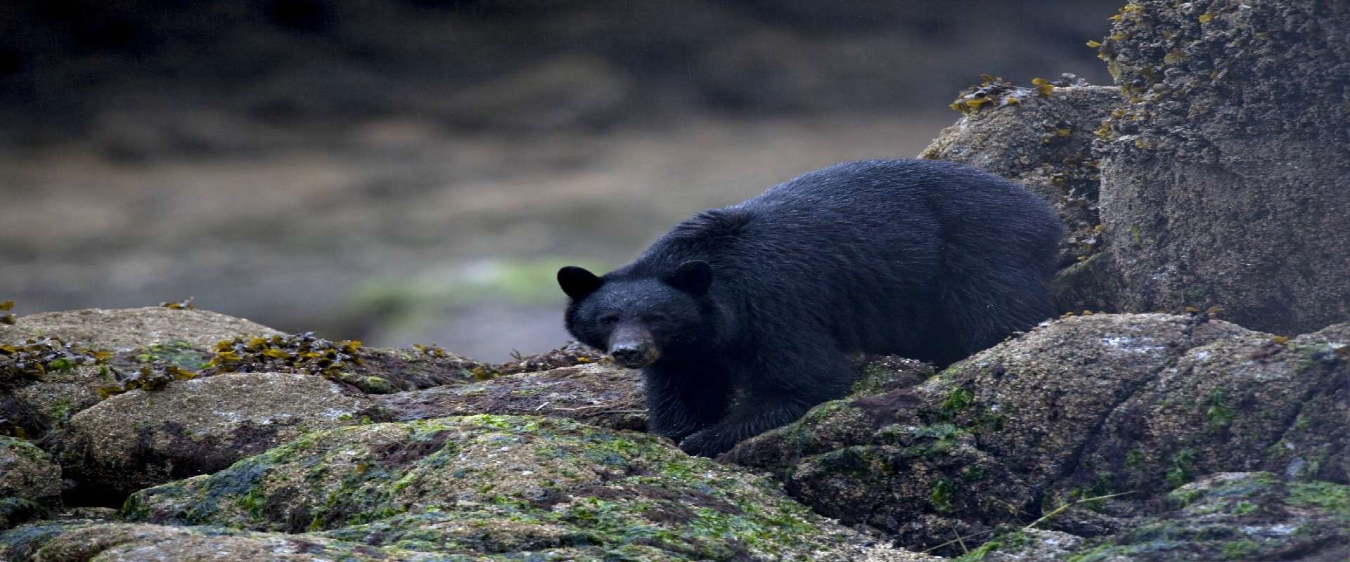 1920x800 Bear.jpg